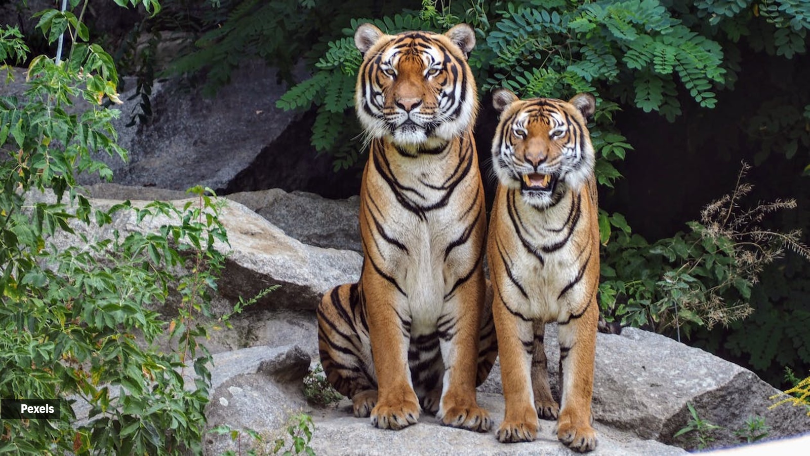 Pench Tiger Reserve becomes country’s first Dark Sky Park