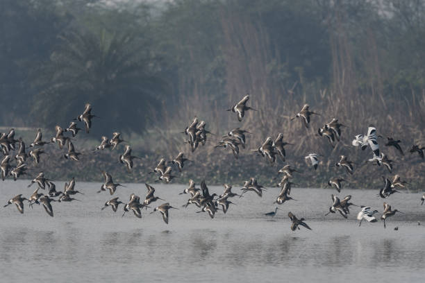 Bihar Launches Three-Day Nagi Bird Festival Starting Today